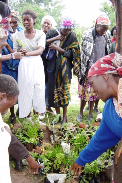 herb-seedlings FAn Club members are given a starter kit of 30 main herbs and taught the medicinal properties of each to enable home treatment of common ailments, providing a self help solution in the face of the collapse of health services in Zimbabwe.